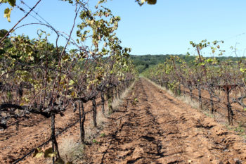 suša vinograd